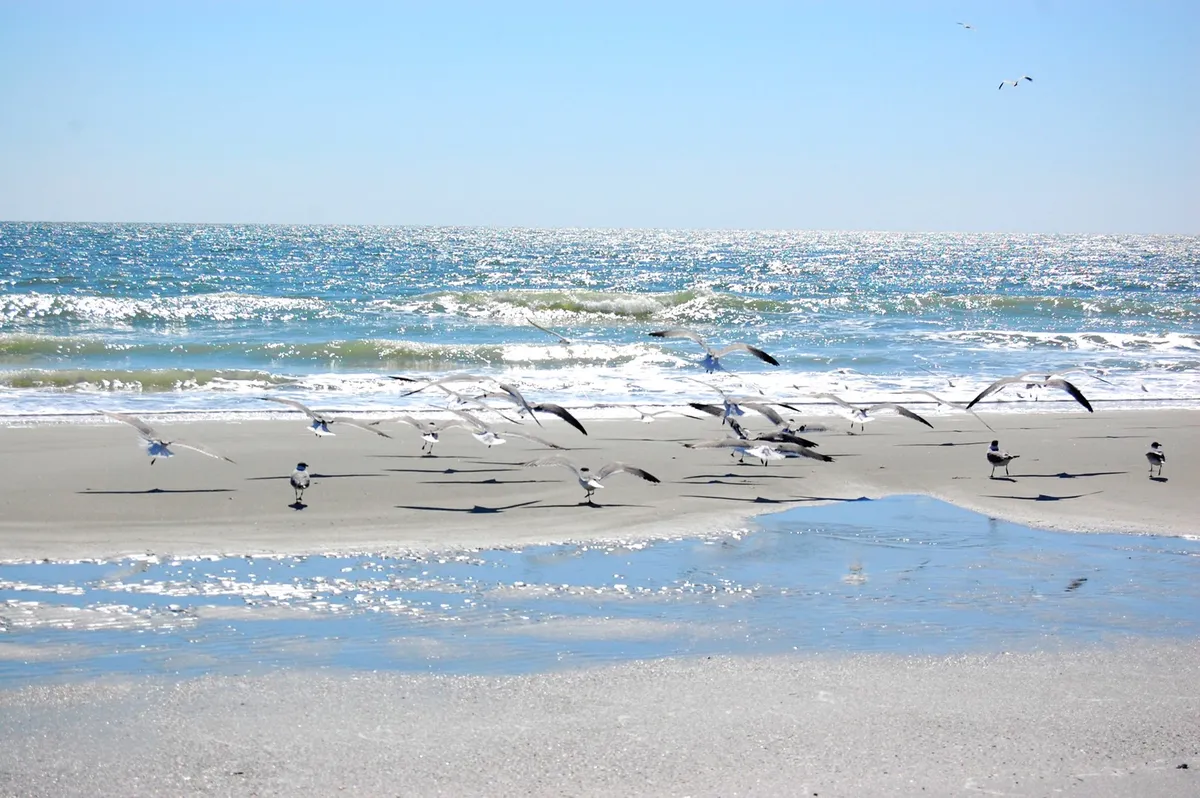 A serene stretch of sandy beach with gentle waves lapping ashore, seagulls gliding above, and a reflective water surface catching the soft colors of the sky. The peaceful atmosphere invites early morning or sunset strolls along the water.